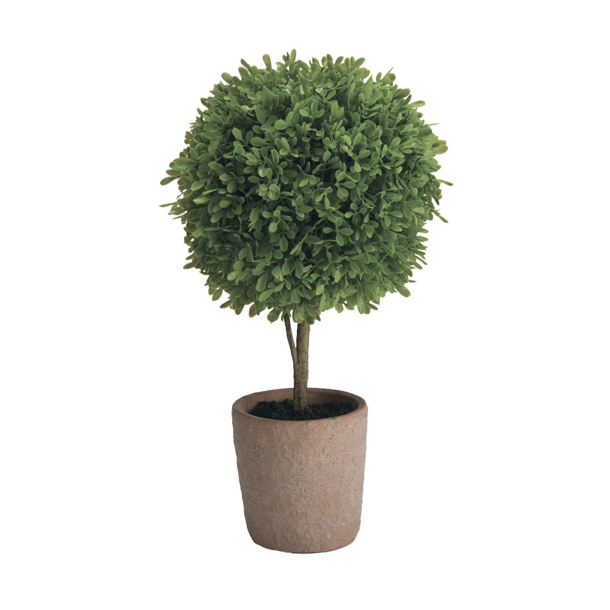 Alternative view of Boxwood Tabletop Ball Topiaries, Set of Two