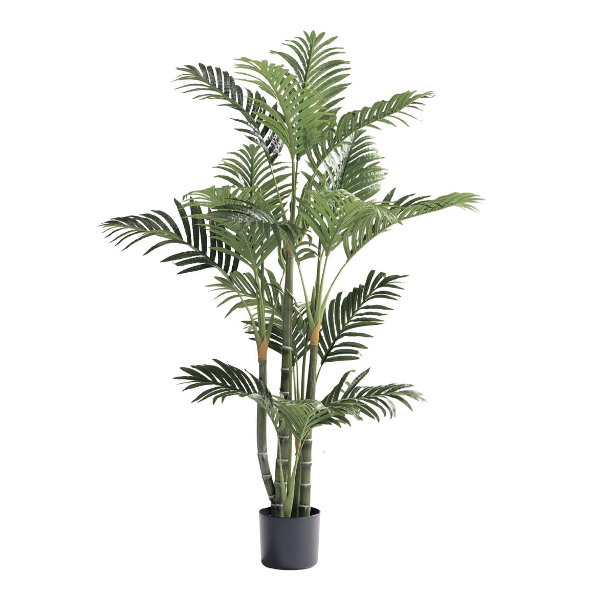 Alternative view of 4 ft. Green Trunked Areca Palm