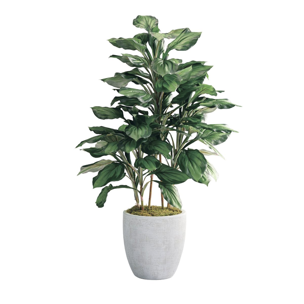 56" Hosta Plant in Hudson Planter