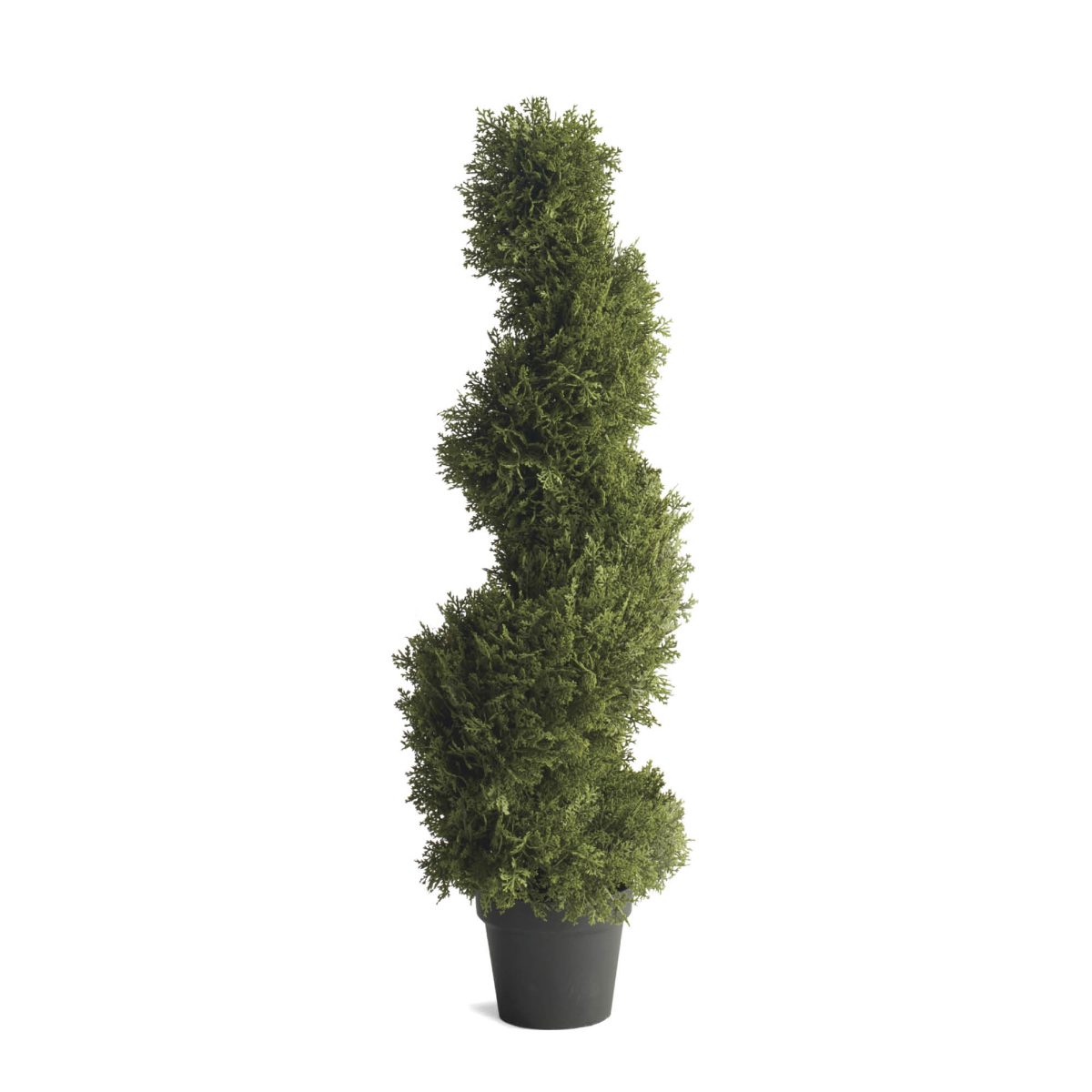 Cypress Spiral Topiary - Image 4