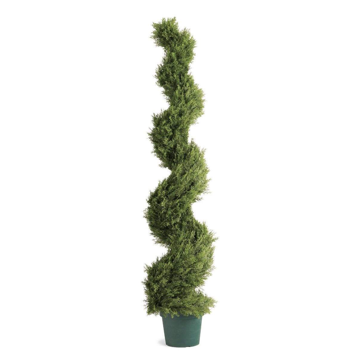 Cypress Spiral Topiary - Image 5