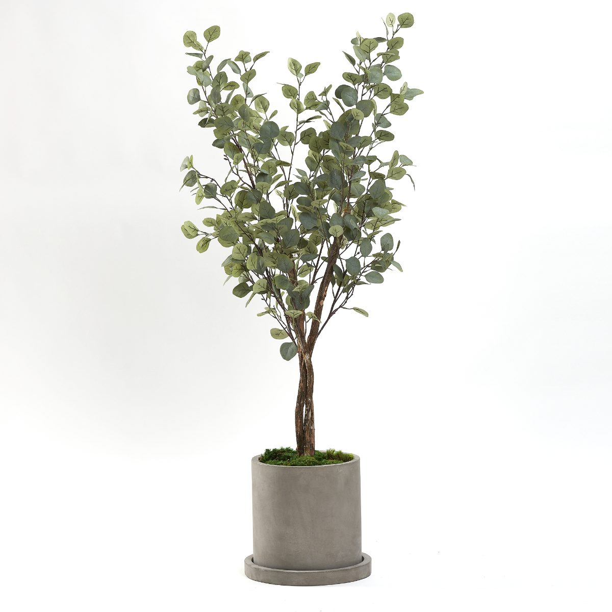 5ft Silver Dollar Tree