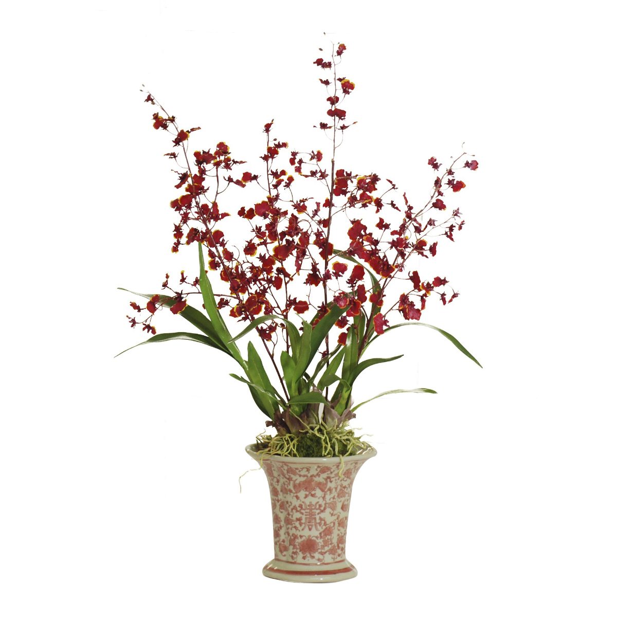 Dancing Oncidium in Ceramic Vase